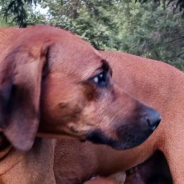 Rose - Rhodesian Ridgeback