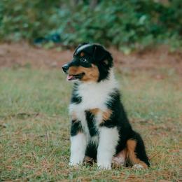 Lexington(Lexi) - Black tri-color female Australian Shepherd puppy in Aberdeen, North Carolina from Huckleberry Hill Aussies LLC.