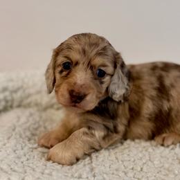 Chocolate and cream dapple girl (darker, bigger) - Dapple female Dachshund puppy in Beaver, Pennsylvania from Meaden’s Mini Dachshunds