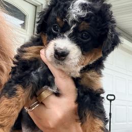 Jesse - Tri-color female Bernedoodle puppy in Lincoln, Nebraska from GRand Doodles