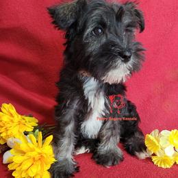 Boy 1 - male Miniature Schnauzer puppy in Fairhope, Alabama from Puppy Sugars Kennels