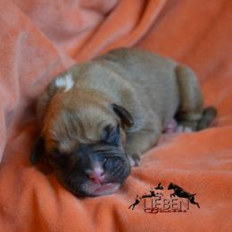 Leché - Fawn female Boxer puppy in Earlsboro, Oklahoma from Lieben Boxers