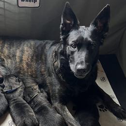El - Dutch Shepherd