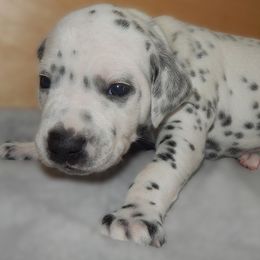 Gold - Isildur - White and black male Dalmatian puppy in Jacksonville, Florida from Sunrise Dalmatians 🌄