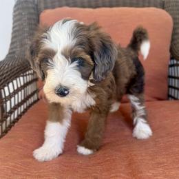 Annabelle - Chocolate merle female Bernedoodle puppy in Springville, Utah from Oodles of Bernedoodles