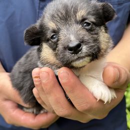 American Corgi and Pembroke Welsh Corgi Puppies from Grassy Lake Corgis
