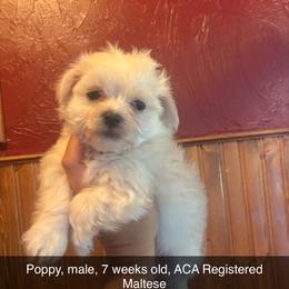 Maltese and Maltipoo Puppies from Playful Paws Maltese and Maltipoos