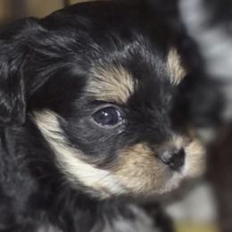 Charlie - Parti male Yorkshire Terrier puppy in Providence, Rhode Island from E&A Pets LLC