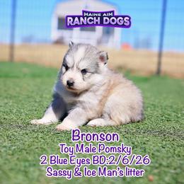 Bronson - Silver and white male Pomsky puppy in Humeston, Iowa from M.A.R. Dogs
