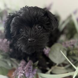 Yara - Black female Yorkipoo puppy in Collier County, Florida from Star Catcher Pups