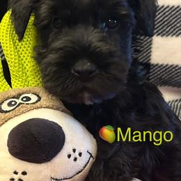 (Mango) Male 1 - Black male Miniature Schnauzer puppy in Granville, Ohio from Shull Mini Schnauzers