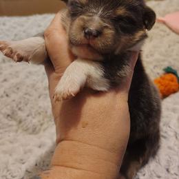Boy 2 - Gray and white male American Corgi puppy in Odessa, Missouri from LOYAL T K9's CORGIS