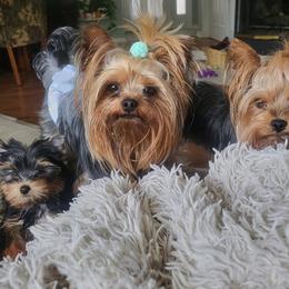 Puppy - Blue and gold female Yorkshire Terrier puppy in Vernon, New Jersey from Chestnut Yorkies