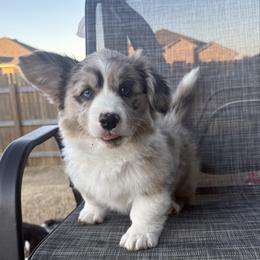 Miracle - Brindle merle and white male American Corgi puppy in Temple, Texas from Silver Moon Cardigan Corgis