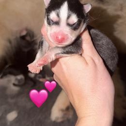 Wren - Black and white female Pomsky puppy in Centerville, Iowa from LJ Kennels Pomskies, LLC