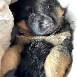 Girl 3 - German Shepherd puppy in Snohomish County, Washington from Vom Haus Rae