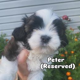 Peter - Brindle and white male Shih Tzu puppy in Jasper, Georgia from Tiny Bubbles Shih Tzus