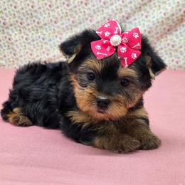 Lucy - Blue and gold female Yorkshire Terrier puppy in Monticello, Iowa from Ashley’s Puppies