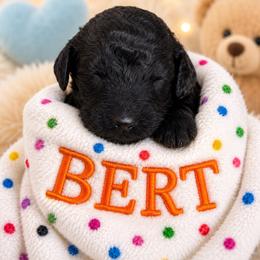 BERT - Black male Poodle puppy in Thornton, Colorado from Shandy Poodle