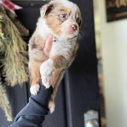 Olympus - male Australian Mountain Doodle puppy in Inola, Oklahoma from Blue Stem Companions