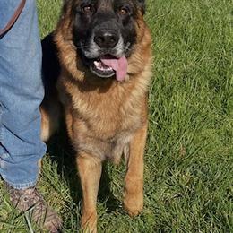 Sage - German Shepherd