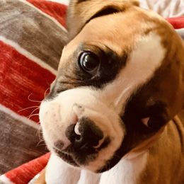 Boxers from Love and Loyalty Boxers