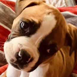 Boxers from Love and Loyalty Boxers