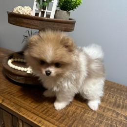 Girl - Holly - Cream sable parti female Pomeranian puppy in Minooka, Illinois from Sheree’s Pomeranians
