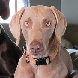 Reno - Weimaraner
