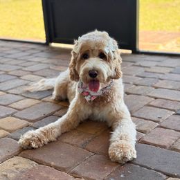 Summer - Goldendoodle