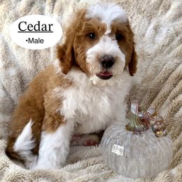 Cedar - Red male Bernedoodle puppy in Jackson, Mississippi from T.M. Poodles & Doodles