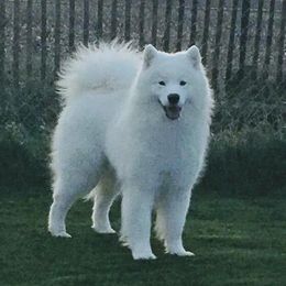 Banner - Samoyed