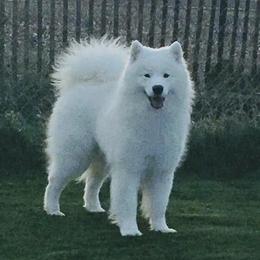 Banner - Samoyed
