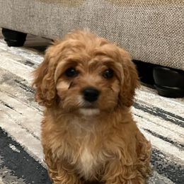 Tater - Cavapoo