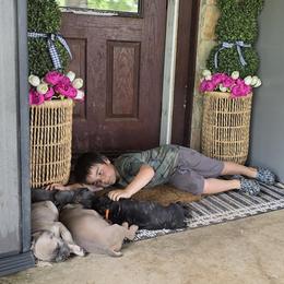 Cane Corso Puppies from HOUSE OF HALL CANE CORSOS