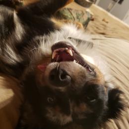 Miniature Australian Shepherds from Sparky's Farm
