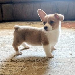 American Corgi and Pembroke Welsh Corgi Puppies from High Hopes Farm