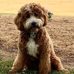 JoJo - Goldendoodle