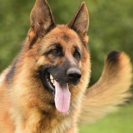 Petra - German Shepherd