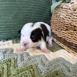Fancy - White and black female Pembroke Welsh Corgi puppy in Stillwater, Oklahoma from Steele Family Farms