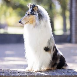 Rory - Collie