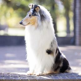 Rory - Collie