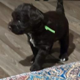 Green Collar Boy - Chocolate male Australian Labradoodle puppy in Coeur D'alene, Idaho from Lake City Labradoodles