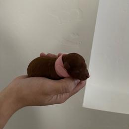 Pink - Red  female Poodle puppy in Bakersfield, California from Pups and Paws Toy Poodles