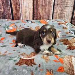 Pearl - Piebald female Dachshund puppy in Malad City, Idaho from Mountain Sage Dachshunds