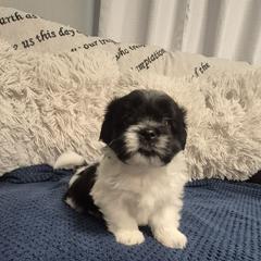Boy 2 Wayne - Black and white male Mal-Shi puppy in Austin, Texas from Austin Maltese Babies