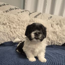 Boy 2 Wayne - Black and white male Mal-Shi puppy in Austin, Texas from Austin Maltese Babies