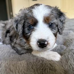 Rosie - Blue merle female Bernedoodle puppy in Tulsa, Oklahoma from Magnolia Blossom Bernedoodles
