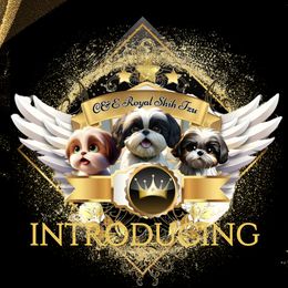 Shih Tzu puppies from C&E Royal Shih Tzu