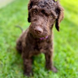Chopper - Chocolate female Goldendoodle puppy in Dayton, Ohio from Perks Court Doodles